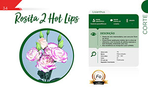 Rosita 2 Hot Lips - Corte