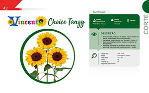 Vicent's Choice Tangy - Vaso