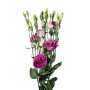 Rose Pink