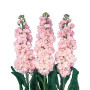 Cherry Blossom