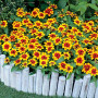 Red&Yellow Bicolor